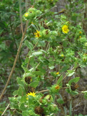 Grindelia adenodonta