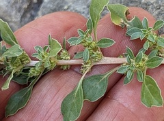 Amaranthus blitoides