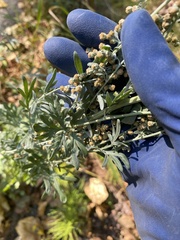 Artemisia absinthium