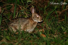 Sylvilagus brasiliensis