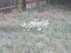 Symphyotrichum falcatum