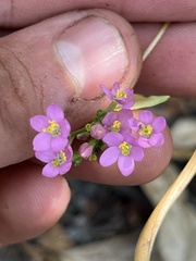Centaurium erythraea