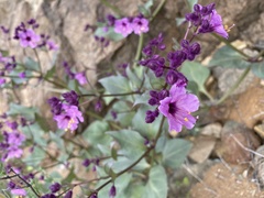 Mirabilis elegans