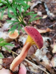 Phylloporus leucomycelinus