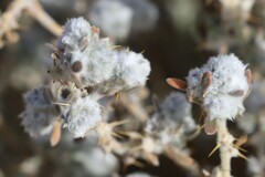 Sclerolaena cornishiana