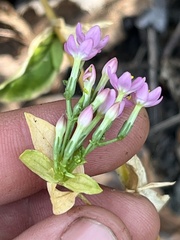 Centaurium erythraea