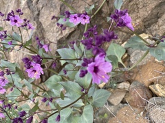 Mirabilis elegans