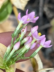 Centaurium erythraea