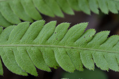 Woodwardia semicordata