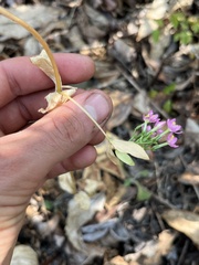 Centaurium erythraea