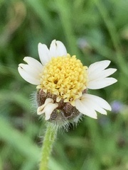 Tridax procumbens