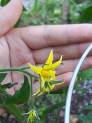 Solanum pimpinellifolium