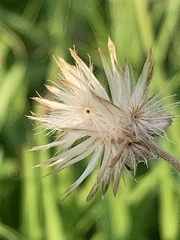 Tridax procumbens