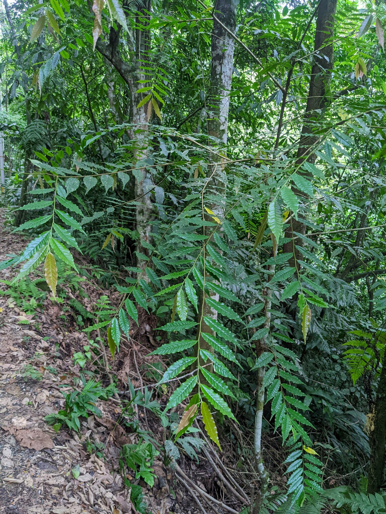 Colombian Mahogany (Cariniana pyriformis)