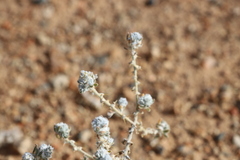 Sclerolaena cornishiana