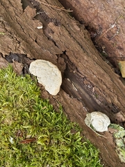 Reticularia