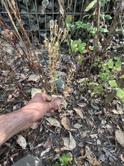 Centaurium erythraea