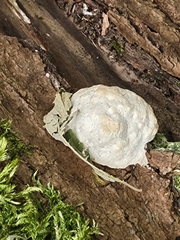 Reticularia