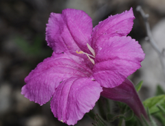 Ruellia hirsutoglandulosa