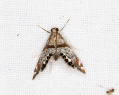 Petrophila jaliscalis