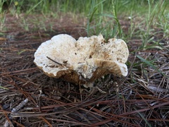 Russulaceae