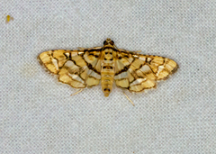 Hileithia magualis