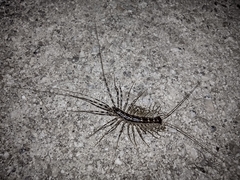 Thereuonema tuberculata