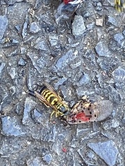 Vespula flavopilosa