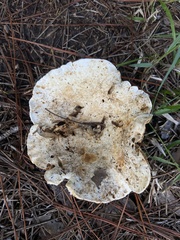 Russulaceae