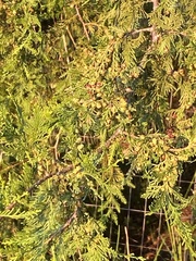 Cupressaceae