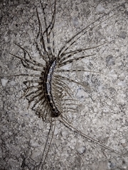 Thereuonema tuberculata