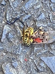 Vespula flavopilosa