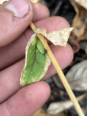 Centaurium erythraea