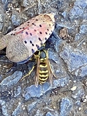 Vespula flavopilosa