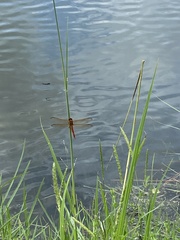 Libellula needhami
