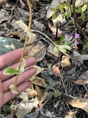 Centaurium erythraea