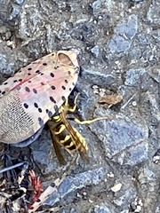 Vespula flavopilosa