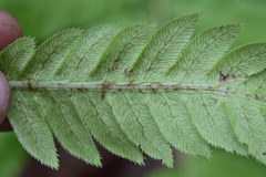 Woodwardia semicordata