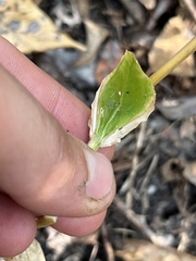 Centaurium erythraea