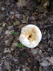 Lactifluus deceptivus