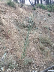 Stephanomeria lactucina