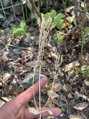 Centaurium erythraea