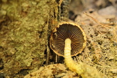 Hemistropharia