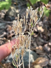 Centaurium erythraea