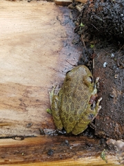 Hyla gratiosa