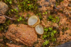 Trichophaea