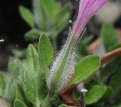 Ruellia hirsutoglandulosa