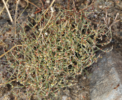 Eriogonum nidularium