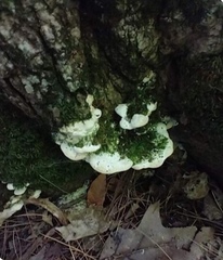 Rigidoporus