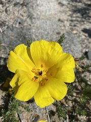 Balbisia peduncularis